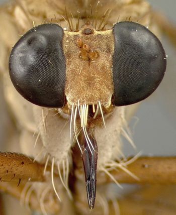 Media type: image;   Entomology 12820 Aspect: head frontal view